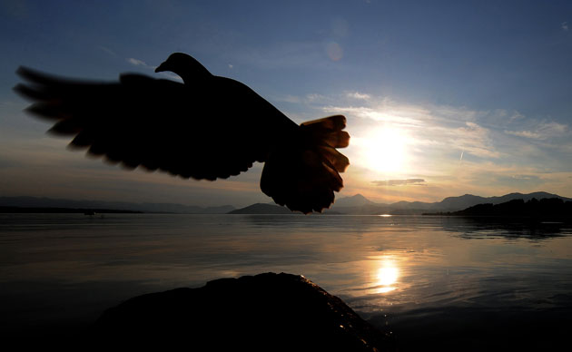 24 hours in pictures: A domestic pigeon flies away Slovakia