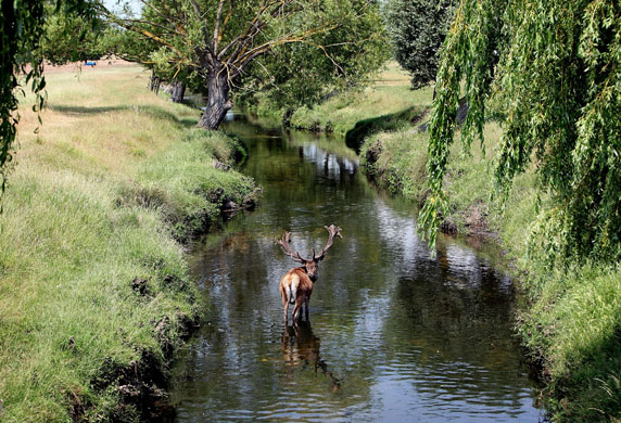 24 hours in pictures: A Red Deer stag cools down in a river in Richmond Park