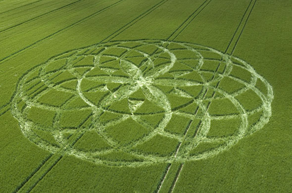 Crop circles: A crop circle in a field of barley at Bishops Cannings near Devizes
