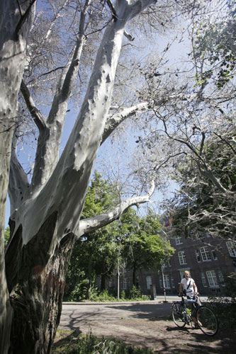 Week in Wildlife: the Ermine moth, of the Yponomeutidae family, in Amsterdam, Netherlands