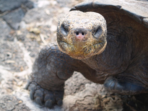 Week in Wildlife: Tortoises and iguanas under threat