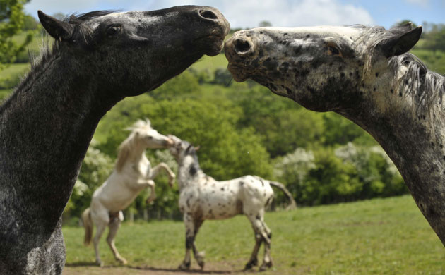Week in Wildlife: Horses playing