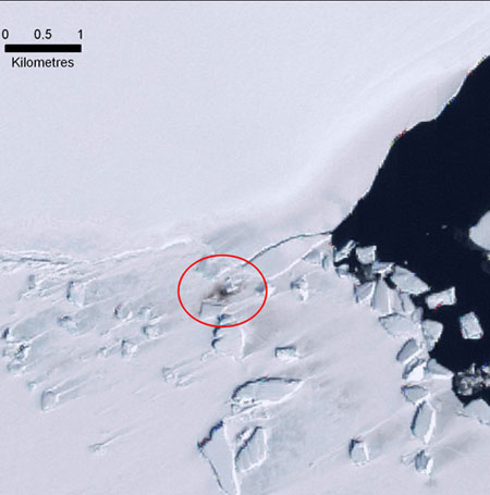 Week in Wildlife: A satellite image showing the mark left by Emporer Penguin in the Antarctic