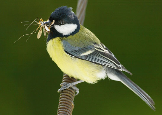Week in Wildlife: A Great Tit pauses on a washing line