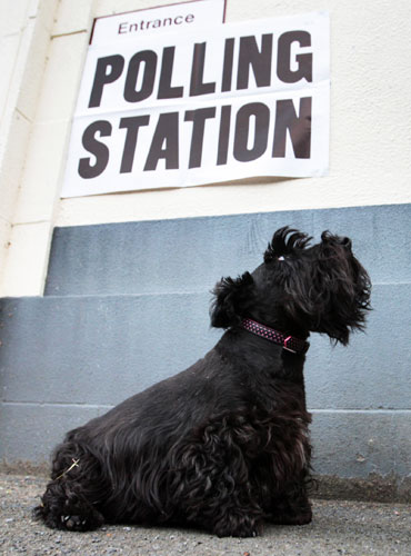 European elections: A dog waits for it's owner as he votes in the European elections