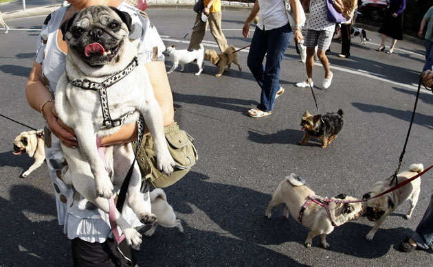 24 hours in pictures: Owners take part in a demonstration with their dogs in Nice