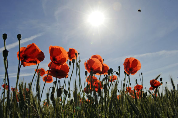 24 hours in pictures: Corn poppy blossoms on a field Germany
