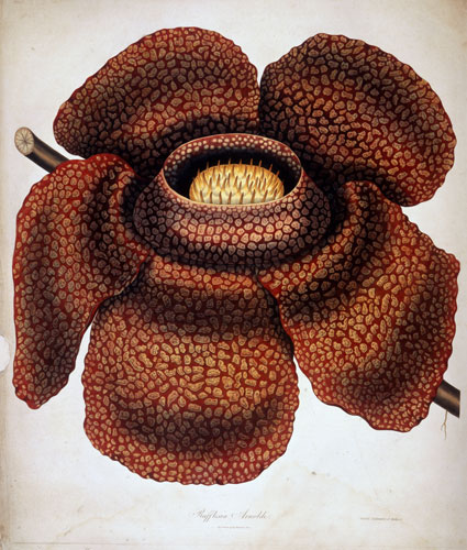 Raffles' Ark Redrawn: Natural History Drawings from the Collection of Sir Thomas Stamford Raffles