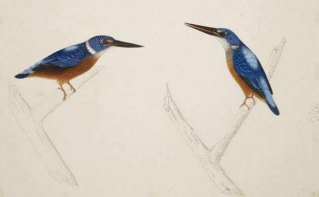 Raffles' Ark Redrawn: Natural History Drawings from the Collection of Sir Thomas Stamford Raffles