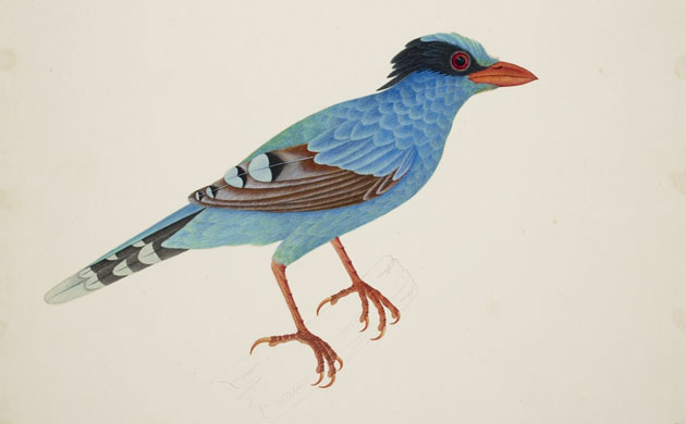 Raffles' Ark Redrawn: Natural History Drawings from the Collection of Sir Thomas Stamford Raffles