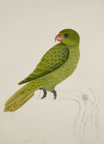 Raffles' Ark Redrawn: Natural History Drawings from the Collection of Sir Thomas Stamford Raffles