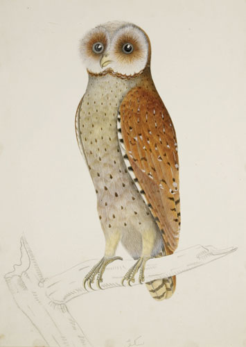 Raffles' Ark Redrawn: Natural History Drawings from the Collection of Sir Thomas Stamford Raffles
