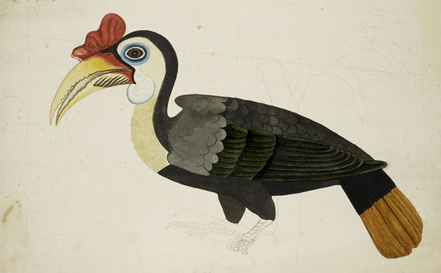 Raffles' Ark Redrawn: Natural History Drawings from the Collection of Sir Thomas Stamford Raffles