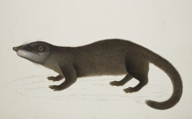 Raffles' Ark Redrawn: Natural History Drawings from the Collection of Sir Thomas Stamford Raffles