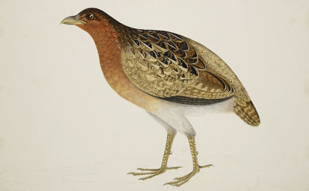 Raffles' Ark Redrawn: Natural History Drawings from the Collection of Sir Thomas Stamford Raffles