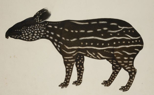 Raffles' Ark Redrawn: Natural History Drawings from the Collection of Sir Thomas Stamford Raffles