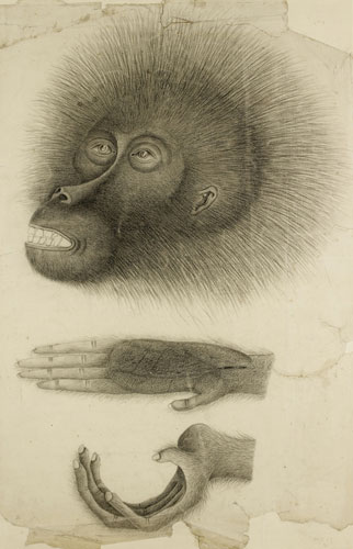 Raffles' Ark Redrawn: Natural History Drawings from the Collection of Sir Thomas Stamford Raffles