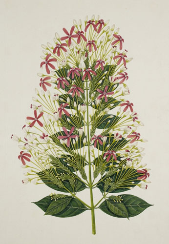 Raffles' Ark Redrawn: Natural History Drawings from the Collection of Sir Thomas Stamford Raffles