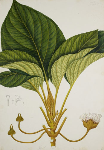 Raffles' Ark Redrawn: Natural History Drawings from the Collection of Sir Thomas Stamford Raffles