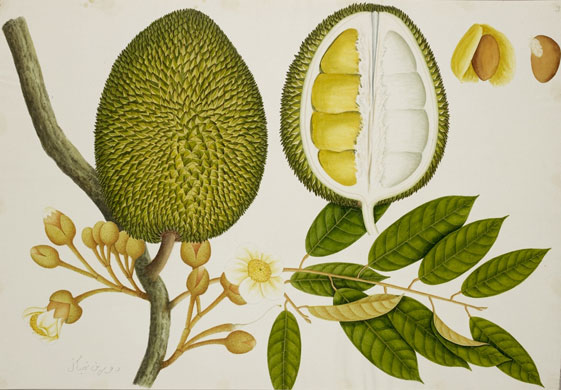 Raffles' Ark Redrawn: Natural History Drawings from the Collection of Sir Thomas Stamford Raffles