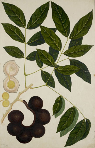 Raffles' Ark Redrawn: Natural History Drawings from the Collection of Sir Thomas Stamford Raffles