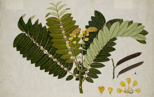 Raffles' Ark Redrawn: Natural History Drawings from the Collection of Sir Thomas Stamford Raffles