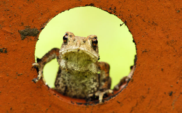 Big Nature Count: Common toad
