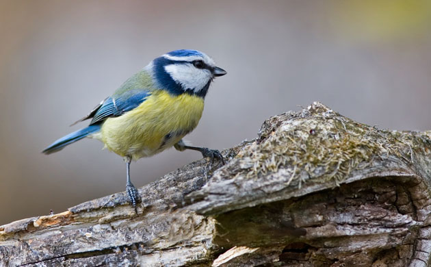 Big Nature Count: FLORA FAUNA