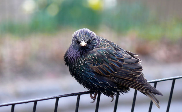 Big Nature Count: European Starling