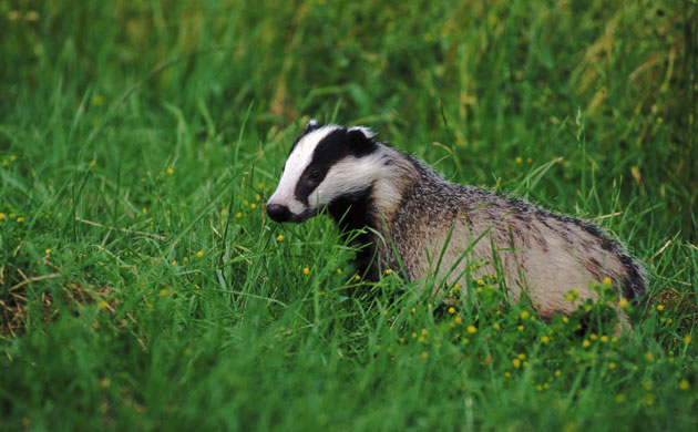 Big Nature Count: BADGER