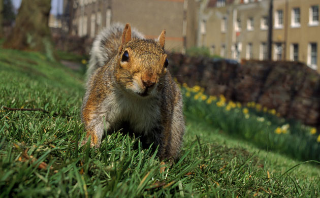 Big Nature Count: GREY SQUIRREL