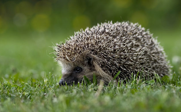 Big Nature Count: Hedgehog on green