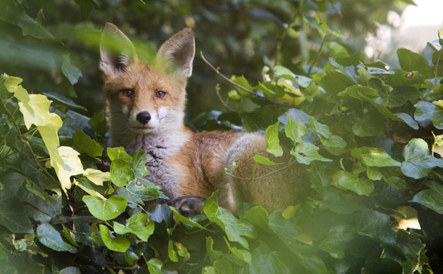 Big Nature Count: An urban fox