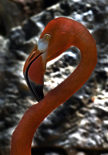 24 hours in pictures: Xcaret, Mexico: A flamingo is pictured at Xcaret eco-park
