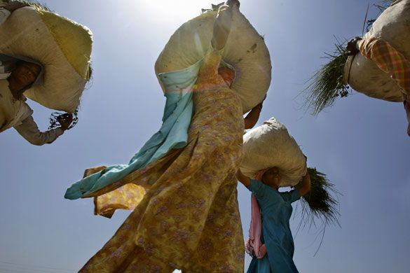 24 hours in pictures: Village women carry freshly cut cattle fodder Gurgaon, India