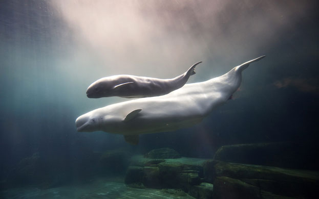 24 hours in pictures: Aurora swims with calf at the Vancouver Aquarium in Vancouver