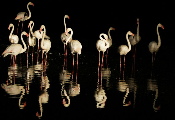 24 hours in pictures: African Flamingos stand in water Israel