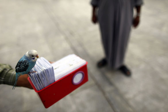 24 hours in pictures: An Iranian boy and his parakeet offer 