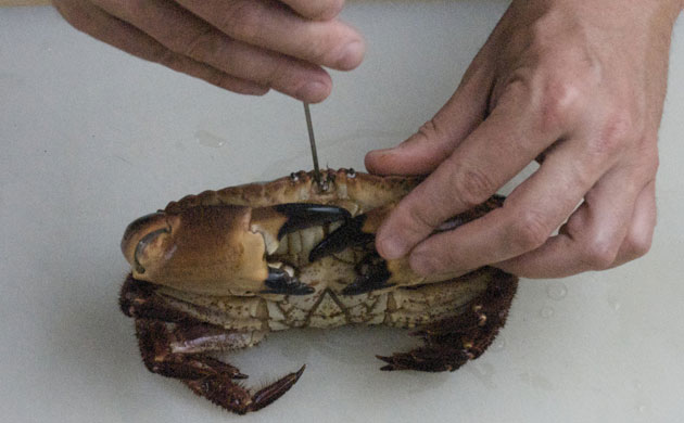 WoM: Crabs gallery: Step 2