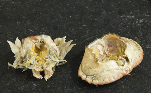 WoM: Crabs gallery: Step 7