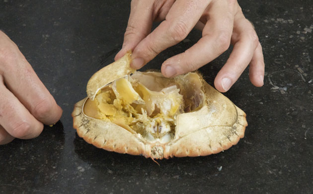 WoM: Crabs gallery: Step 8