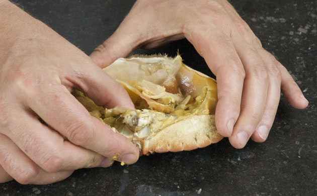 WoM: Crabs gallery: Step 9