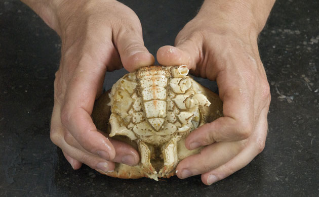 WoM: Crab gallery: Step 6