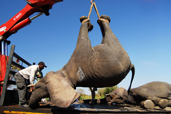 9 June 2009: Malawi: A tranquillised elephant is winched aboard a recovery vehicle