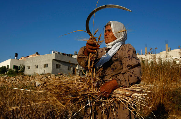 9 June 2009: Jinsafut, West Bank: A woman harvests her family's wheat