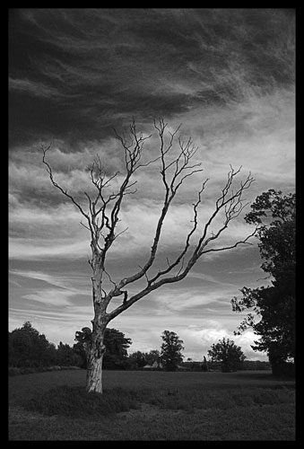 Jack Farrow Portfolio: 'Tree' Jack Farrow black and white landscape with bare tree