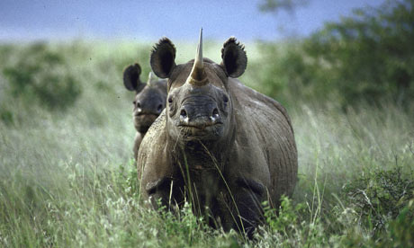 Female rhinoceros and her calf standing