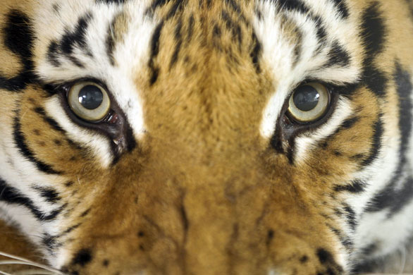 1 July 2009: Somerset, UK: Tira the tiger in her hide at Noah's Ark Zoo Farm