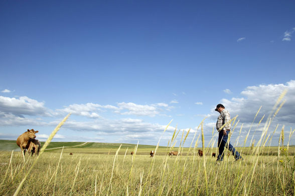 1 July 2009: Rockyford, US: Farmer Dwayne Marshman checks his cattle