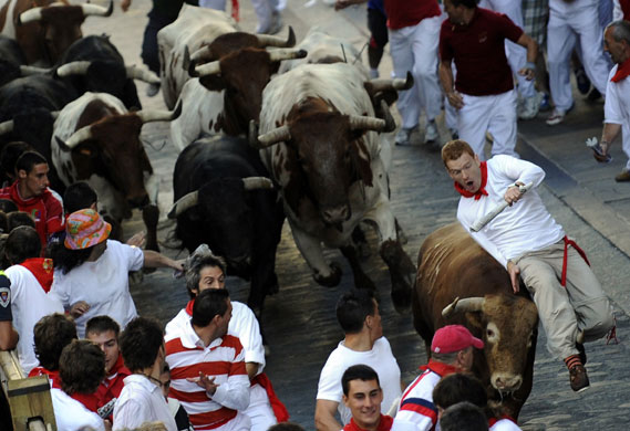 Pamplona bull running: A runner is tossed by a Jandilla fighting bull